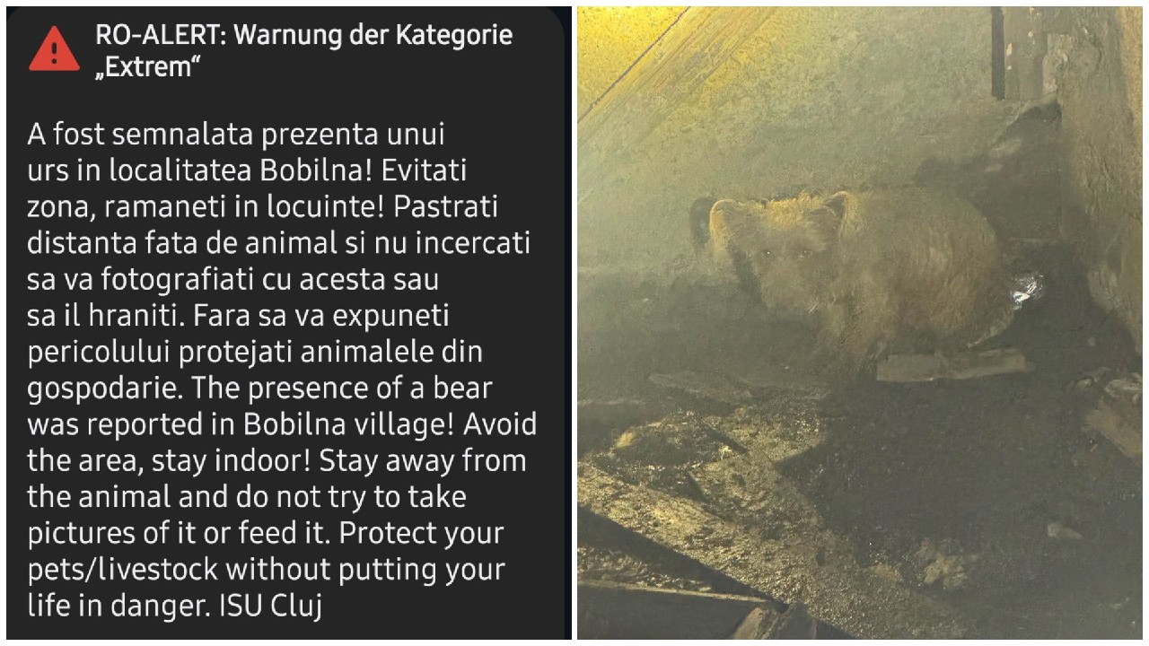 Alertă falsă de urs într-o comună din județul Cluj. Animalul era, de fapt, un câine rătăcit